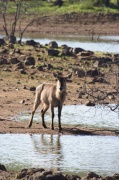 waterbuck (2)